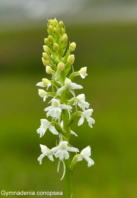 Campo Imperatore, laltopiano e le orchidee  19 giugno 2021.